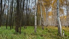 Граница торфяника — как по линейке: редкое явление в Бузулукском бору