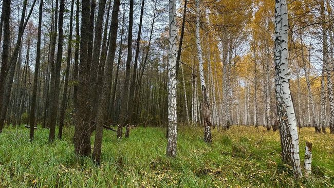 Граница торфяника — как по линейке: редкое явление в Бузулукском бору