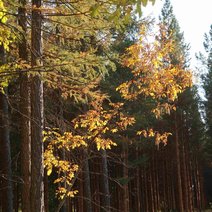 Бузулукский бор вошёл в десятку самых посещаемых заповедных территорий страны