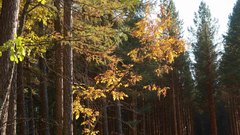 Бузулукский бор вошёл в десятку самых посещаемых заповедных территорий страны