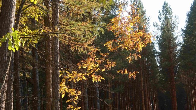 Бузулукский бор вошёл в десятку самых посещаемых заповедных территорий страны