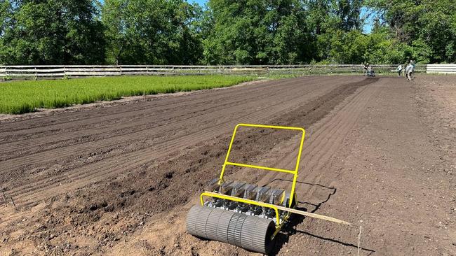 Как в Бузулукском бору выращивают новый лес