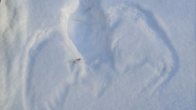 Редкий кадр из жизни совы