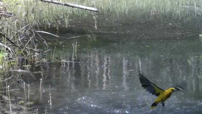 Водные процедуры Иволги