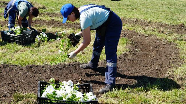 В Бузулуке приступили к высадке цветов