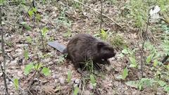 Бобер в поисках дома