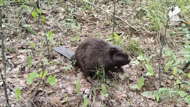 Бобер в поисках дома