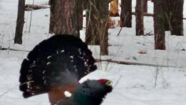 Токующие глухари в Бузулукском бору 