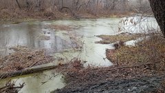 Бобры в Бузулукском бору готовятся к зиме