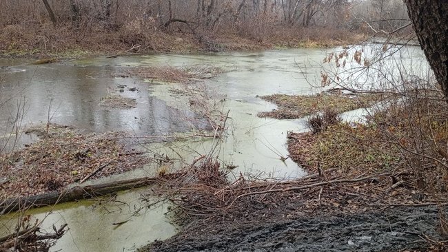 Бобры в Бузулукском бору готовятся к зиме
