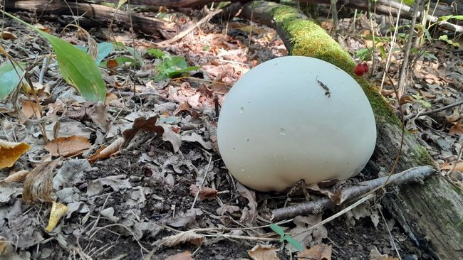 Белый шар в лесу: редкая находка в Бузулукском бору