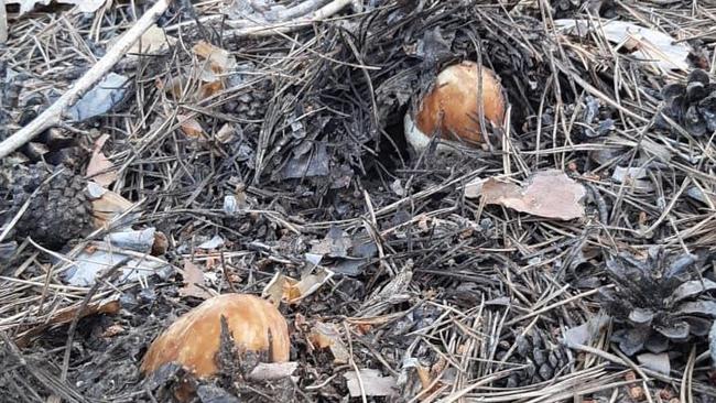 Сезон грибов стартовал 