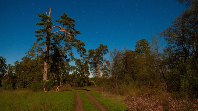Тревел-блогер открыл для себя Бузулукский бор