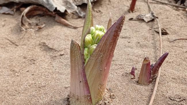 Царь-трава пробуждается 