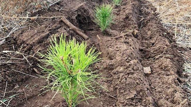 Возрождение Бузулукского Бора