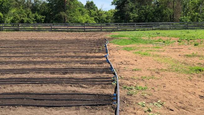 Новый этап для леса: в Бузулукском бору модернизировали систему полива