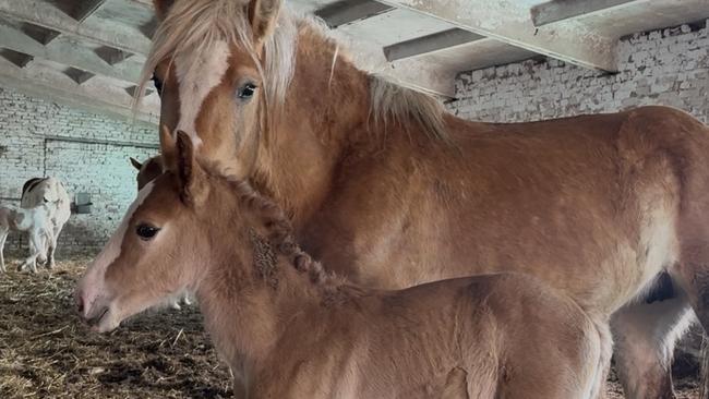 «Лошади, кумыс и спорт» - Ольга Сухорукова 