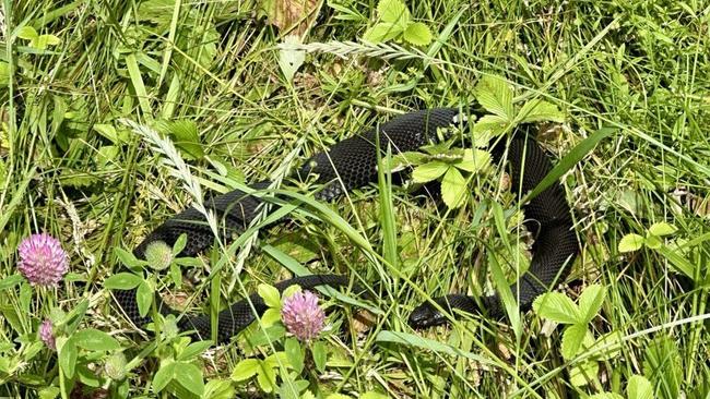 Будьте внимательны: в бору — сезон змей 