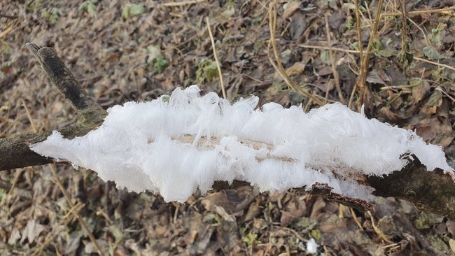 Почему на дереве появляются «ледяные волосы»