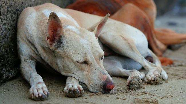 В Бузулуке отловят 160 собак