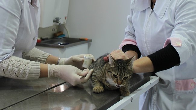 В бузулукских ветклиниках установили новые расценки на услуги