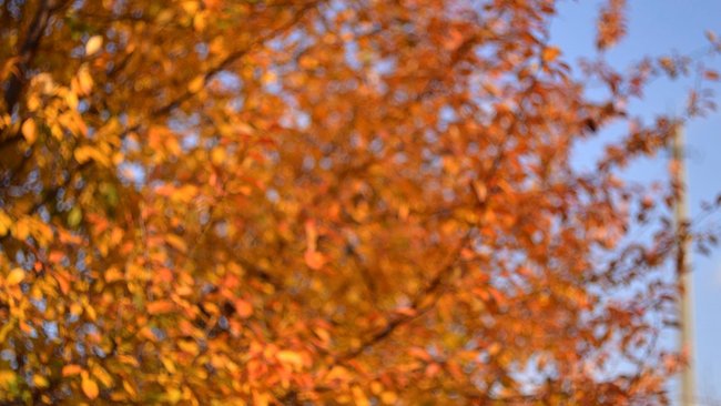 Днем опять потеплеет, ночью – обойдется без заморозков