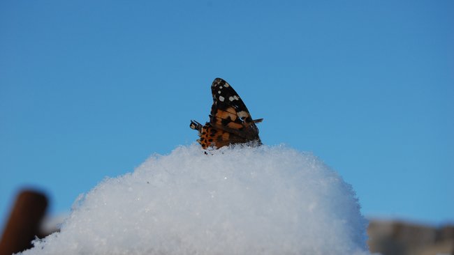 В Правительстве РФ предложили решение проблемы глобального потепления
