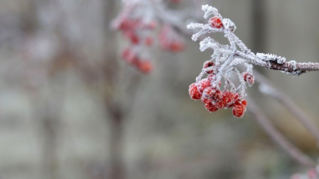 Мокрый снег и слякоть, а затем морозы: бузулучан ждут погодные качели