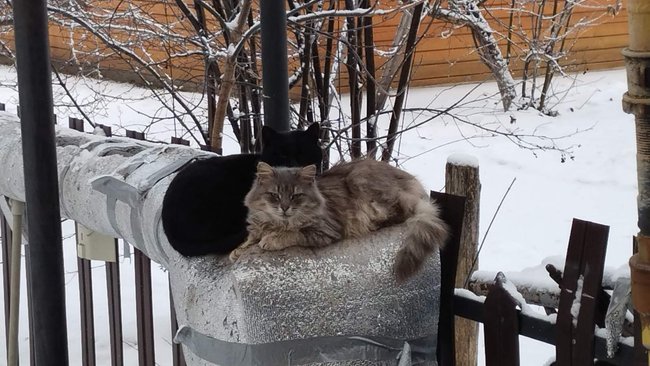 Бузулучанин теперь точно знает, сколько стоит избить товарища штакетником 