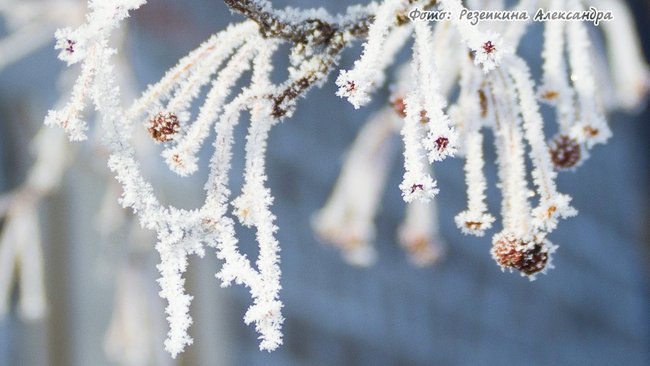 Короткая рабочая неделя для бузулучан будет морозной