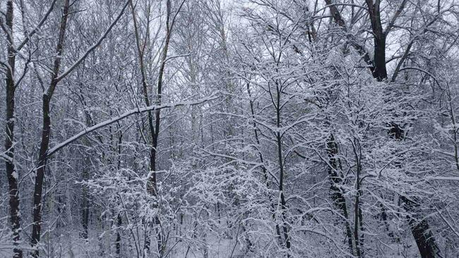 Как собирать валежник для себя, не нарушая закон