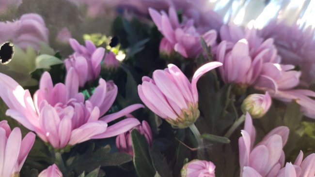 Специалисты дают советы по выбору букетов к празднику