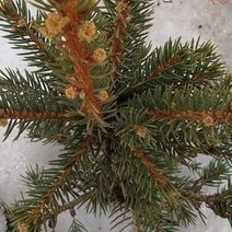 В Бузулуке определили места продажи новогодних ёлок