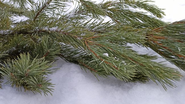 Время вышло: как бузулучанам правильно избавиться от ёлки?