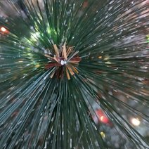 Опровержение: новую ёлку в Бузулуке закупают не для центра города