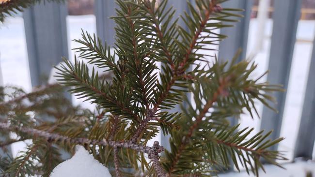 Вместе с зимним солнцестоянием наступит астрономическая зима