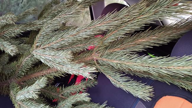 Сосны в Бузулукском районе охраняют от любителей 