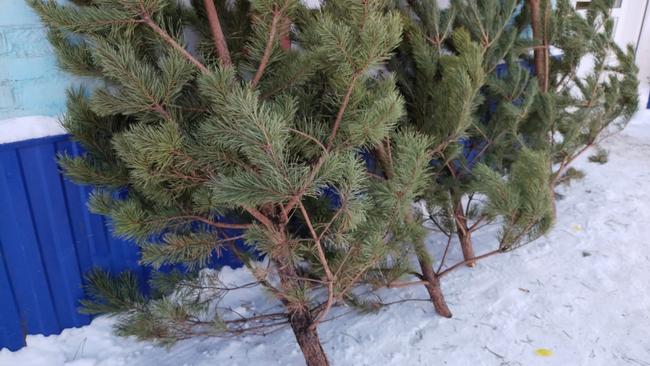 В Бузулуке открываются елочные базары
