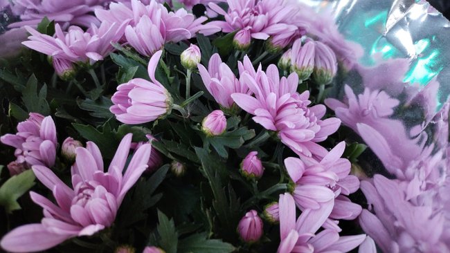 Цветы для сильного пола: букеты мужчинам дарить можно, но они им не нужны