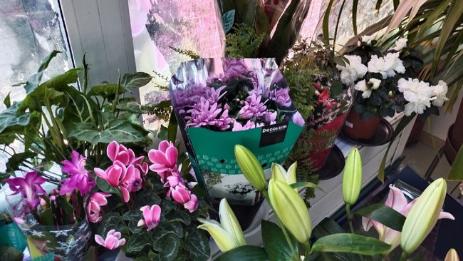 Специалисты подсчитали стоимость букета на 8 Марта в этом году