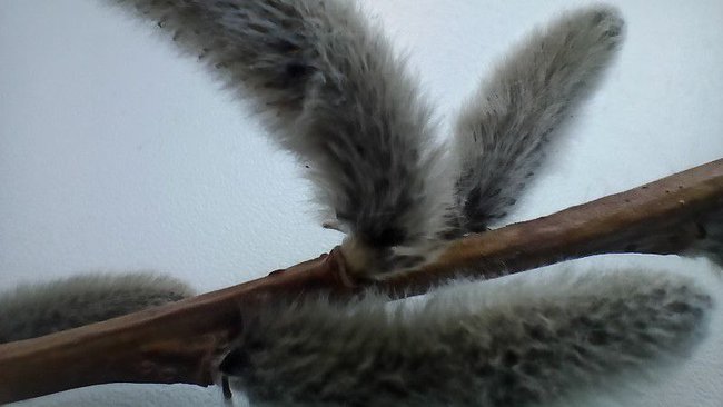 Вербное воскресенье: оренбуржцы рассказали, как проводят этот день