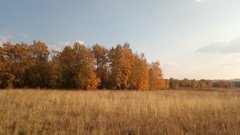 Бузулучанин нарвался на крупный штраф в лесу 