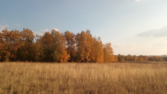 Минсельхоз Оренбуржья: 