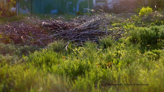 В населенных пунктах Оренбуржья участились случаи появления ядовитых змей