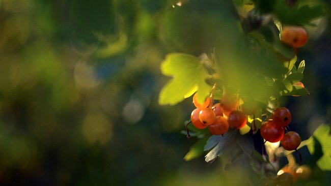 Лето 2023 стало третьим в списке самых жарких 