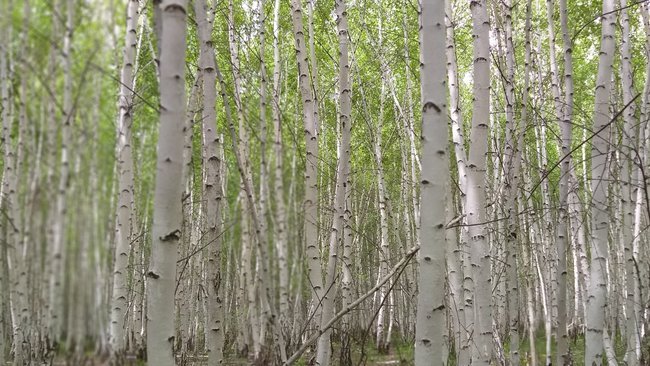 В Оренбуржье началась пора сбора берёзового сока