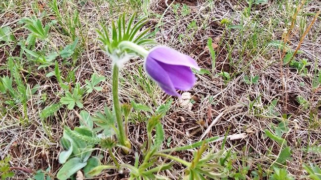 Какую погоду ждать бузулучанам в первые дни недели?