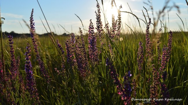 Какая погода ожидает оренбуржцев в августе?