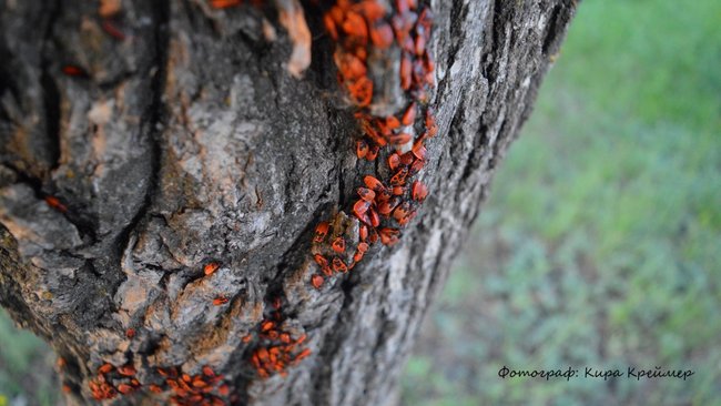 Рослесхоз недоволен работой лесных ведомств Оренбургской области