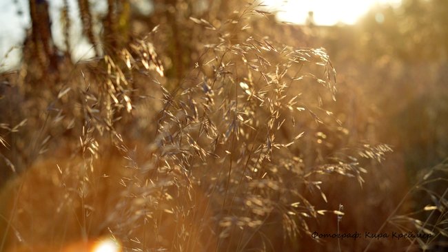 В Бузулукском районе продолжили поиски обломков самолета, упавшего в 1948 году